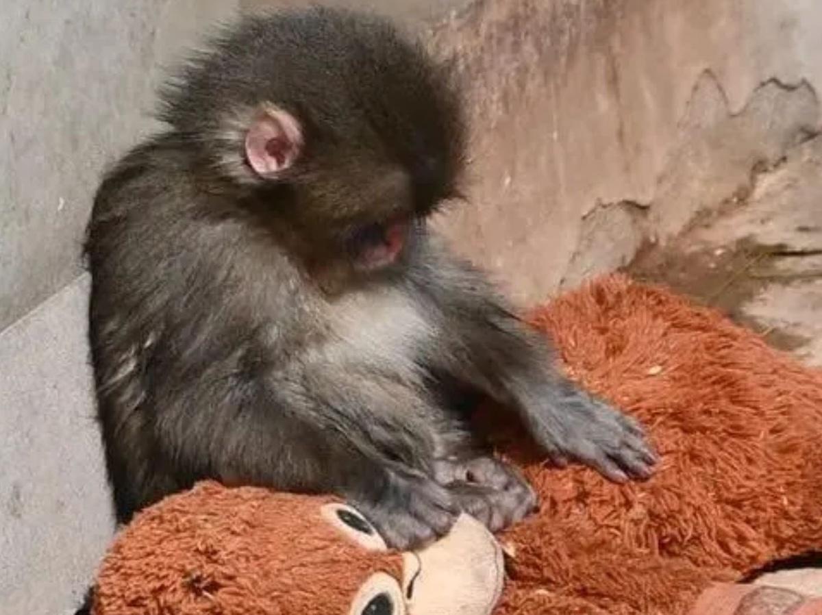 Punch el macaco abandonado: ¿Qué ha sido de él?