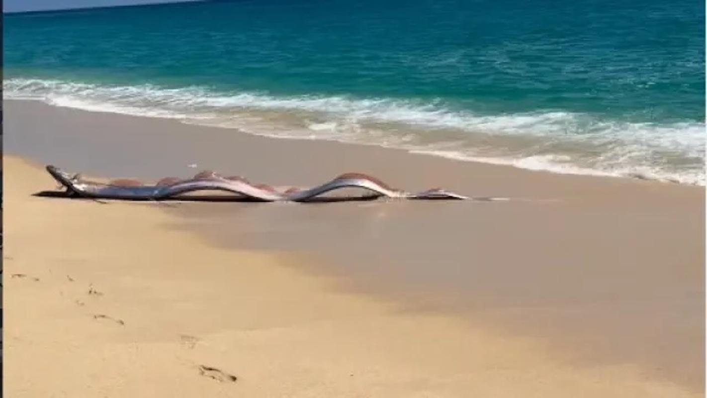 Aparecen dos “peces del fin del mundo” en Cabo San Lucas 
