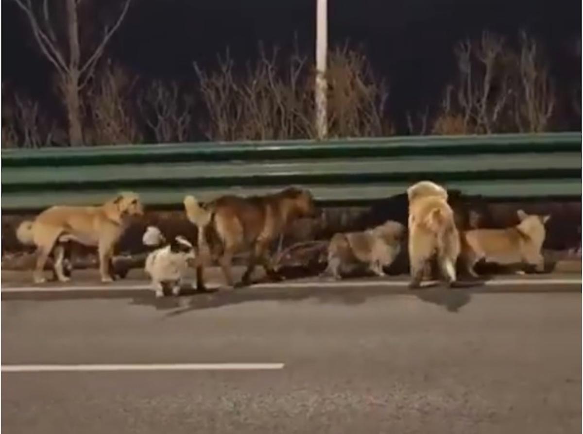 Viral: En China 7 perros se escapan de ladrones y regresan juntos a casa 