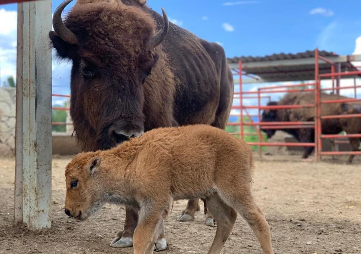 Primeras crías de bisonte americano nacen en el norte de México 