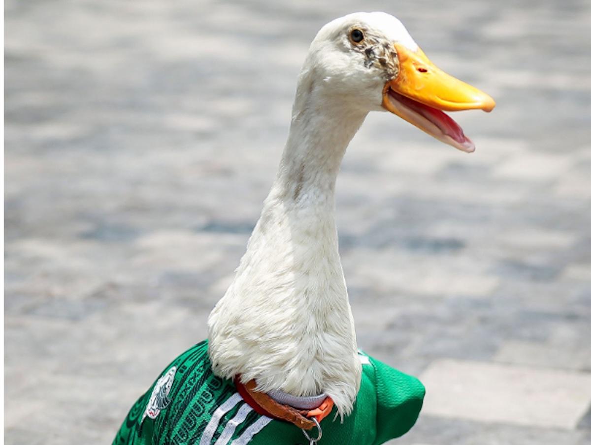 La marca del Pato Merlín es propiedad de la familia Gómez
