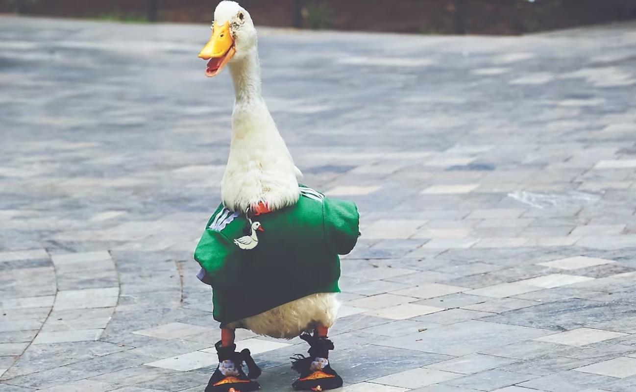 Pato Merlín, será invitado de honor en el Zócalo