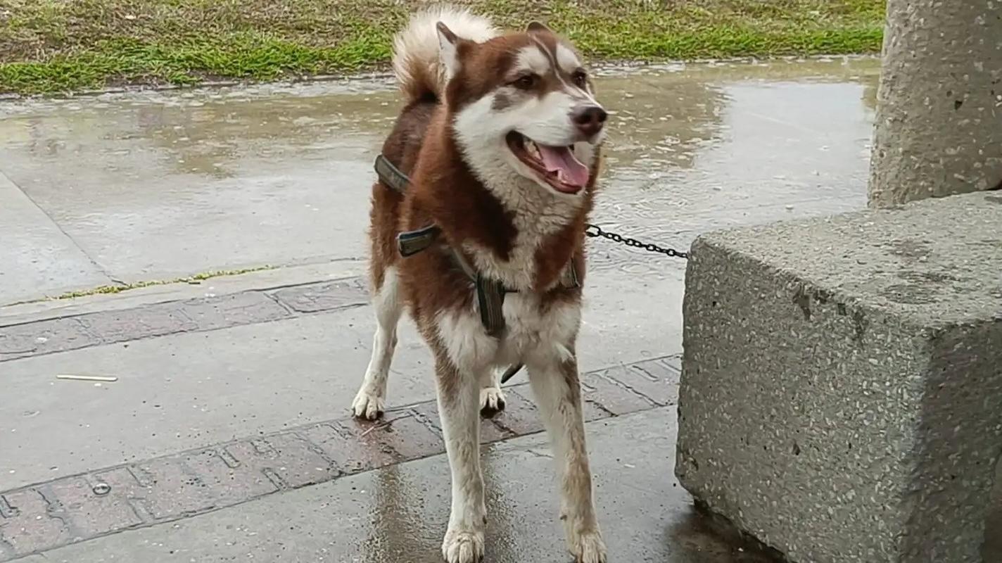 ¡Histórico! un husky siberiano tiene derecho a pensión alimenticia