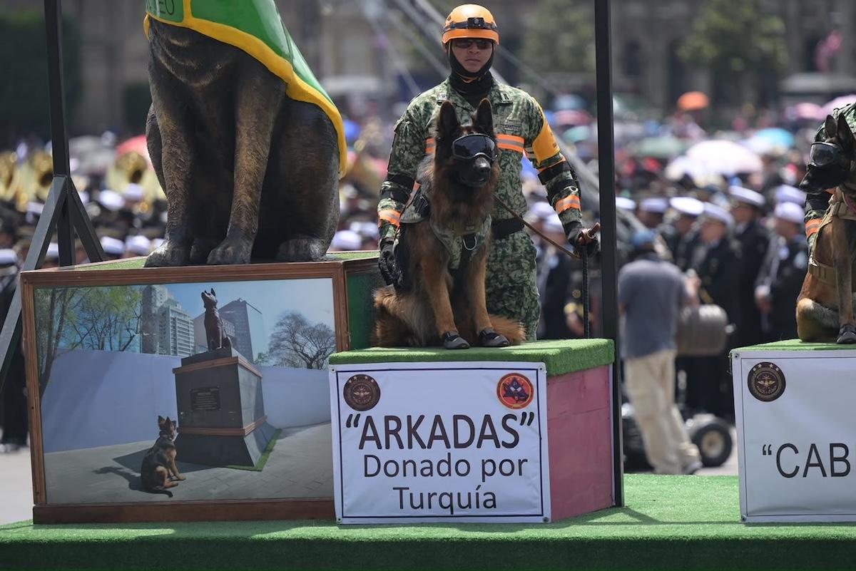 Cachorros y binomios caninos se roban los aplausos durante el Desfile Militar