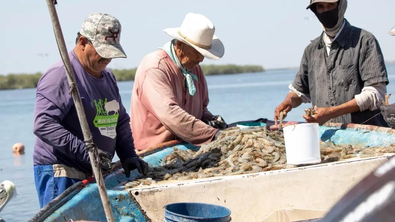 Sonora informa fechas para el inicio de la temporada de camarón 2026-2027