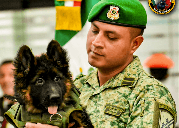 Turquía mandó a un perrito rescatista a México