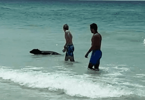 Osezna se quita el calor en las playas de Miami