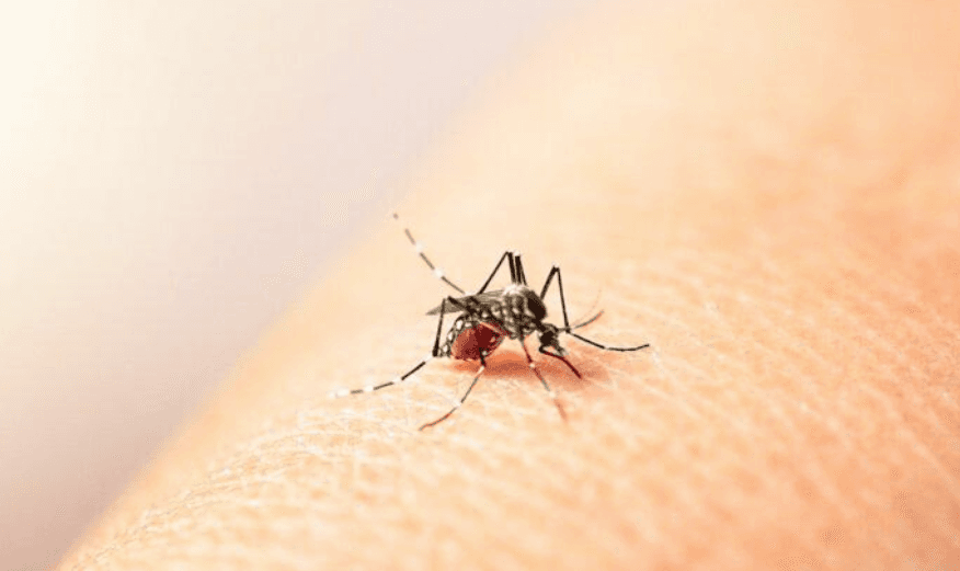 Salud Guanajuato reporta 80 casos de Dengue en el estado