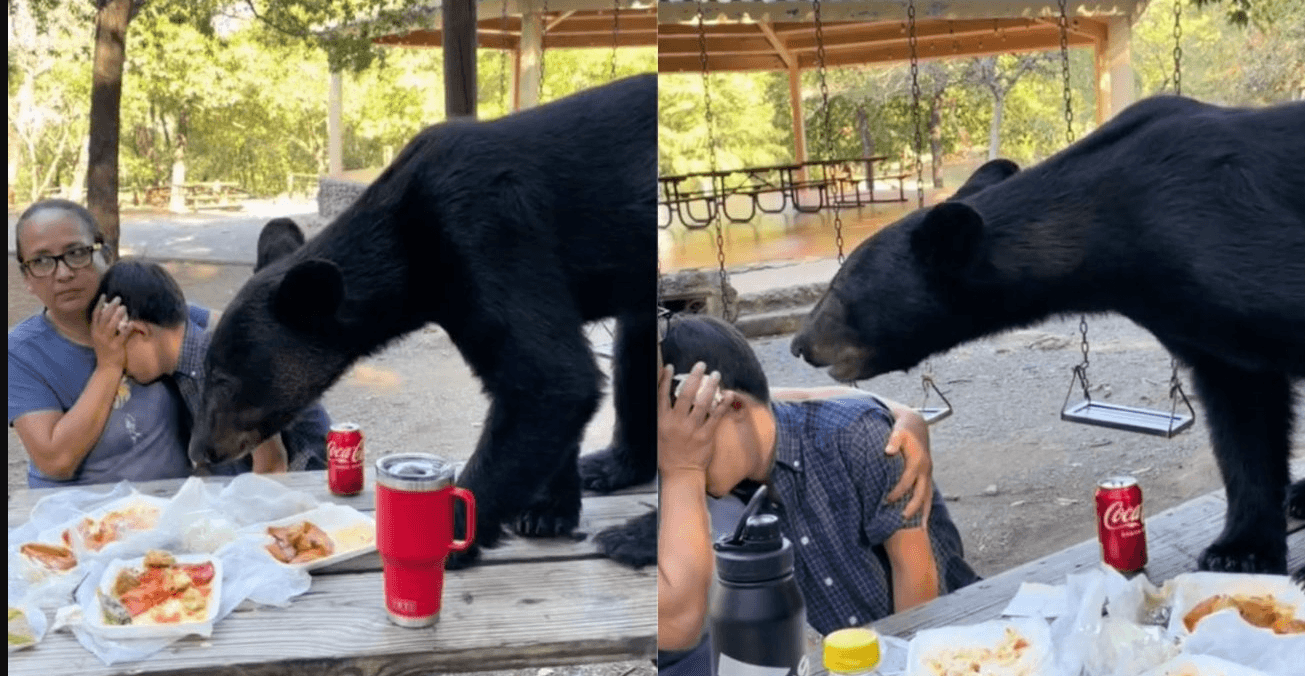 Oso sorprende a una familia en Nuevo León