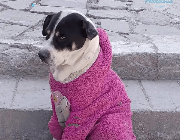 ¿Vestir o no vestir a tu perrito en época de frío?