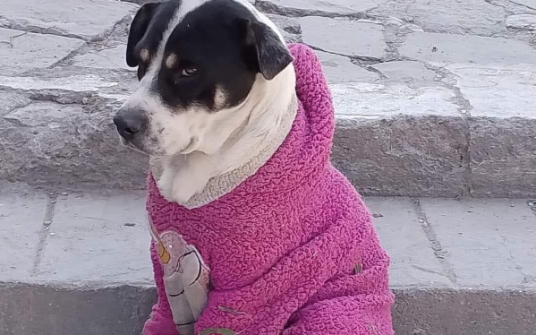 ¿Vestir o no vestir a tu perrito en época de frío?