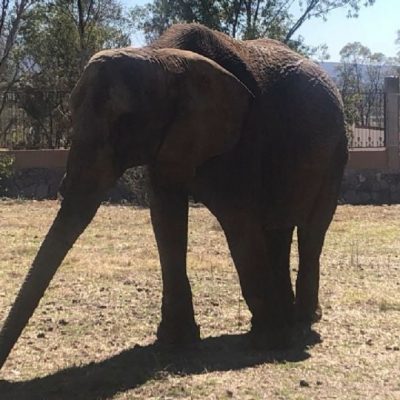 La Elefanta Annie ya alista su mudanza a Estados Unidos