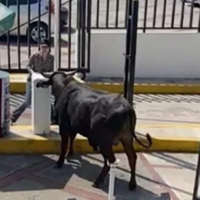Un toro fue captado en las instalaciones de La  Salle Pedregal 
